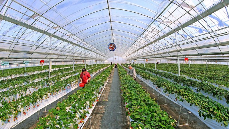 2024年有机蔬菜标准新动向：解读与影响