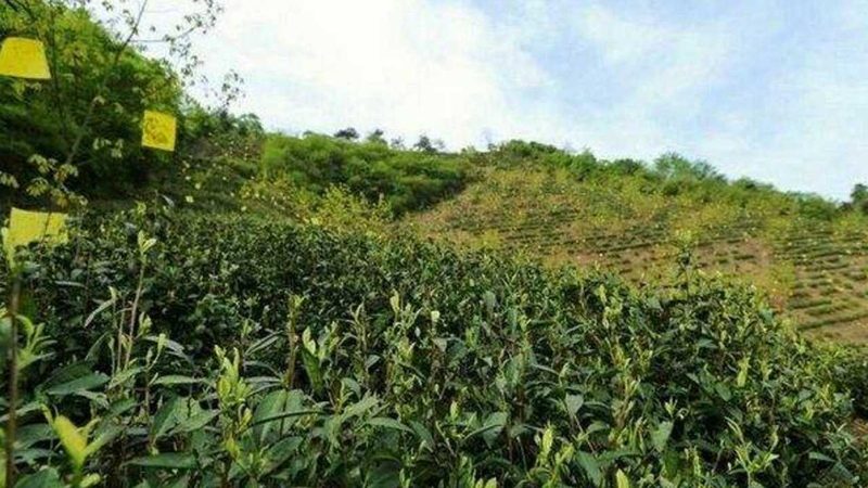 连栋温室材料费用明细：揭秘成本构成与选材要点