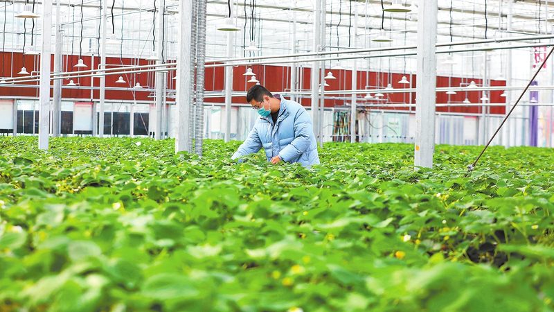 农业项目加盟代理，费用构成及影响因素解析