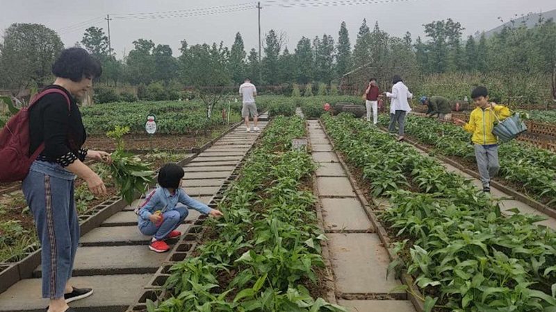 智慧农业产业园运营管理手册：构建高效农业生态圈的关键要素
