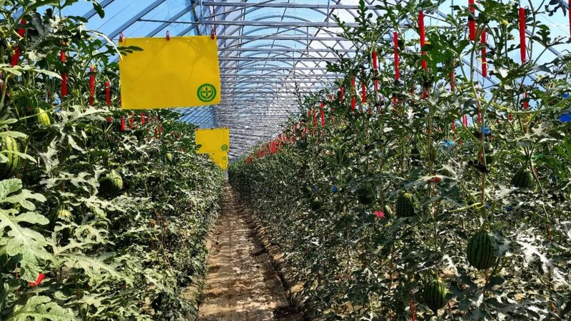 云南现代农业种植技术培训：从田间到课堂的转型之路