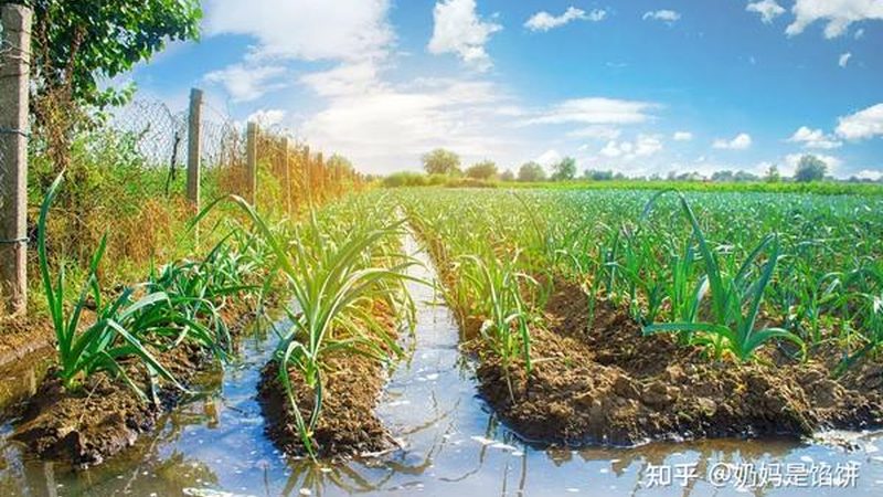 蔬菜批发选货，如何把握市场脉搏，实现盈利增长？**