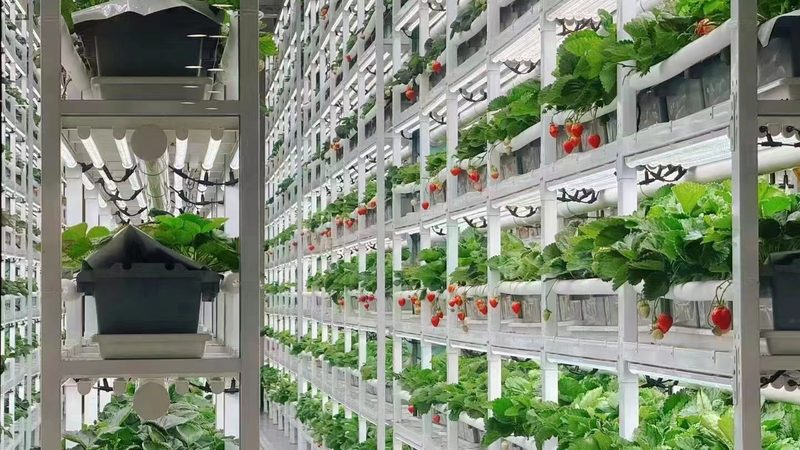 智能温室大棚：现代农业的绿色引擎